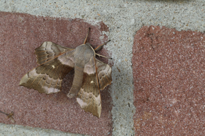 <i class='fa fa-user'></i>&nbsp;Ad Sprang&nbsp;|  Populierenpijlstaart&nbsp; <i class='fa fa-eye'>&nbsp;106</i> &nbsp;<i class='fa fa-thumbs-up'>&nbsp;6</i> &nbsp; <i class='fa fa-comment-o'>&nbsp;5</i>