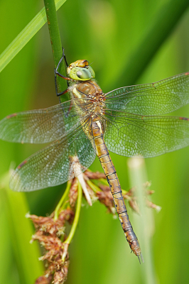 Toen deze opvloog tijdens het wandelen vloog hij het riet is waarna ik hem tussen het riet kon fotograferen. De engelse benaming doet hem eer aan en is terecht waar de nederlandse naam op gebaseerd weet ik niet.