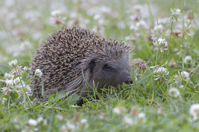 <i class='fa fa-user'></i>&nbsp;Luc Meert&nbsp;|  Egel&nbsp; <i class='fa fa-eye'>&nbsp;69</i> &nbsp; <i class='fa fa-comment-o'>&nbsp;4</i>