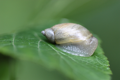 <i class='fa fa-user'></i>&nbsp;Paul Vandebroek&nbsp;|  Gewone Barnsteenslak&nbsp; <i class='fa fa-eye'>&nbsp;45</i> &nbsp;<i class='fa fa-thumbs-up'>&nbsp;1</i> &nbsp; <i class='fa fa-comment-o'>&nbsp;4</i>