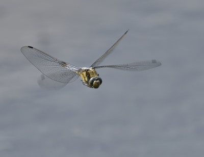 <i class='fa fa-user'></i>&nbsp;janvangastel&nbsp;|  Bruine Korenbout&nbsp; <i class='fa fa-eye'>&nbsp;53</i> &nbsp;<i class='fa fa-thumbs-up'>&nbsp;3</i> &nbsp; <i class='fa fa-comment-o'>&nbsp;5</i>