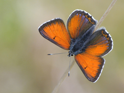 <i class='fa fa-user'></i>&nbsp;Mignon-Creative&nbsp;|  Rode Vuurvlinder&nbsp; <i class='fa fa-eye'>&nbsp;109</i> &nbsp;<i class='fa fa-thumbs-up'>&nbsp;14</i> &nbsp; <i class='fa fa-comment-o'>&nbsp;7</i>