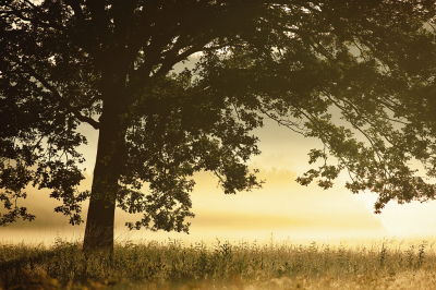 <i class='fa fa-user'></i>&nbsp;Pieter  LJ&nbsp;|  Mistig ochtendgloren&nbsp; <i class='fa fa-eye'>&nbsp;69</i> &nbsp;<i class='fa fa-thumbs-up'>&nbsp;6</i> &nbsp; <i class='fa fa-comment-o'>&nbsp;2</i>