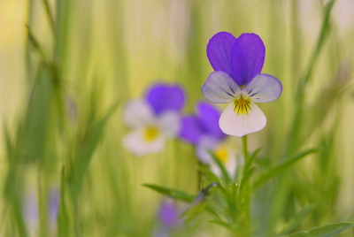 <i class='fa fa-user'></i>&nbsp;Nel R&nbsp;|  Driekleurig Viooltje&nbsp; <i class='fa fa-eye'>&nbsp;53</i> &nbsp;<i class='fa fa-thumbs-up'>&nbsp;3</i> &nbsp; <i class='fa fa-comment-o'>&nbsp;2</i>