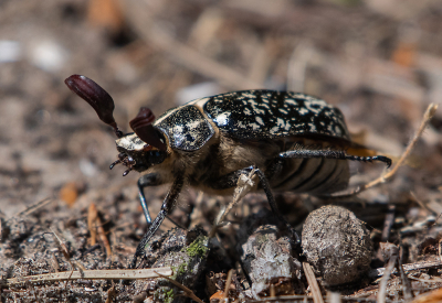 <i class='fa fa-user'></i>&nbsp;Eef Kieft&nbsp;|  Julikever&nbsp; <i class='fa fa-eye'>&nbsp;69</i> &nbsp; <i class='fa fa-comment-o'>&nbsp;1</i>