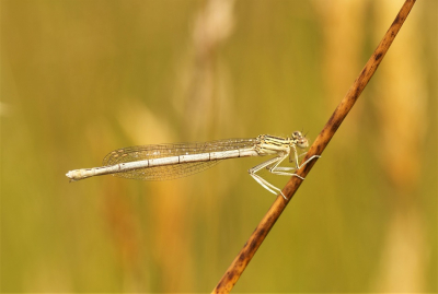 <i class='fa fa-user'></i>&nbsp;Jelle Bakker&nbsp;|  Blauwe Breedscheenjuffer&nbsp; <i class='fa fa-eye'>&nbsp;51</i> &nbsp;<i class='fa fa-thumbs-up'>&nbsp;1</i> &nbsp; <i class='fa fa-comment-o'>&nbsp;1</i>