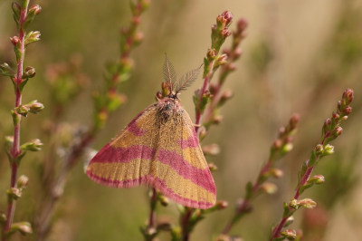 <i class='fa fa-user'></i>&nbsp;Meindert&nbsp;|  Zuringspanner&nbsp; <i class='fa fa-eye'>&nbsp;53</i> &nbsp;<i class='fa fa-thumbs-up'>&nbsp;4</i> &nbsp; <i class='fa fa-comment-o'>&nbsp;2</i>