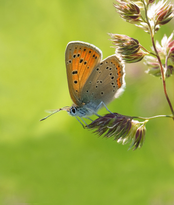 <i class='fa fa-user'></i>&nbsp;Jurgen Maassen&nbsp;|  Rode Vuurvlinder&nbsp; <i class='fa fa-eye'>&nbsp;112</i> &nbsp;<i class='fa fa-thumbs-up'>&nbsp;8</i> &nbsp; <i class='fa fa-comment-o'>&nbsp;12</i>