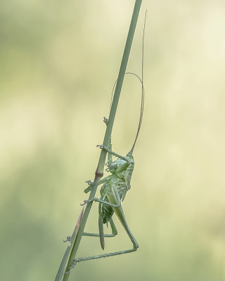 <i class='fa fa-user'></i>&nbsp;Johan van Gurp&nbsp;|  Grote Groene Sabelsprinkhaan&nbsp; <i class='fa fa-eye'>&nbsp;69</i> &nbsp;<i class='fa fa-thumbs-up'>&nbsp;4</i> &nbsp; <i class='fa fa-comment-o'>&nbsp;4</i>