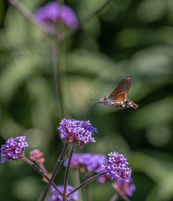 <i class='fa fa-user'></i>&nbsp;Tim Oord&nbsp;|  Kolibrievlinder&nbsp; <i class='fa fa-eye'>&nbsp;88</i> &nbsp;<i class='fa fa-thumbs-up'>&nbsp;2</i> &nbsp; <i class='fa fa-comment-o'>&nbsp;4</i>