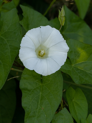 <i class='fa fa-user'></i>&nbsp;Tim Oord&nbsp;|  Haagwinde&nbsp; <i class='fa fa-eye'>&nbsp;46</i> &nbsp;<i class='fa fa-thumbs-up'>&nbsp;2</i> &nbsp; <i class='fa fa-comment-o'>&nbsp;1</i>