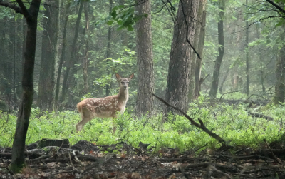 <i class='fa fa-user'></i>&nbsp;nelappelmelk&nbsp;|  Edelhert&nbsp; <i class='fa fa-eye'>&nbsp;98</i> &nbsp; <i class='fa fa-comment-o'>&nbsp;7</i>