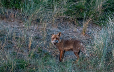 <i class='fa fa-user'></i>&nbsp;Eef Kieft&nbsp;|  Vos&nbsp; <i class='fa fa-eye'>&nbsp;115</i> &nbsp; <i class='fa fa-comment-o'>&nbsp;3</i>