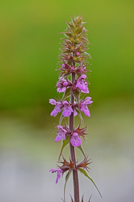 <i class='fa fa-user'></i>&nbsp;kooyammers&nbsp;|  Moerasandoorn&nbsp; <i class='fa fa-eye'>&nbsp;50</i> &nbsp;<i class='fa fa-thumbs-up'>&nbsp;3</i> &nbsp; <i class='fa fa-comment-o'>&nbsp;5</i>