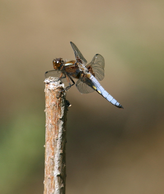 <i class='fa fa-user'></i>&nbsp;rixte&nbsp;|  Platbuik&nbsp; <i class='fa fa-eye'>&nbsp;44</i> &nbsp;<i class='fa fa-thumbs-up'>&nbsp;1</i> &nbsp; <i class='fa fa-comment-o'>&nbsp;3</i>