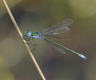 <i class='fa fa-user'></i>&nbsp;janvangastel&nbsp;|  Gewone Pantserjuffer&nbsp; <i class='fa fa-eye'>&nbsp;47</i> &nbsp;<i class='fa fa-thumbs-up'>&nbsp;3</i> &nbsp; <i class='fa fa-comment-o'>&nbsp;5</i>