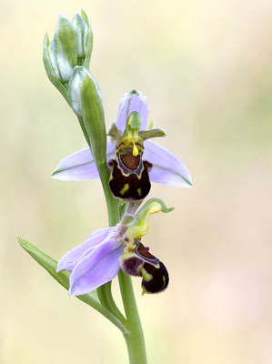 <i class='fa fa-user'></i>&nbsp;Mignon-Creative&nbsp;|  Bijenorchis&nbsp; <i class='fa fa-eye'>&nbsp;58</i> &nbsp;<i class='fa fa-thumbs-up'>&nbsp;5</i> &nbsp; <i class='fa fa-comment-o'>&nbsp;1</i>