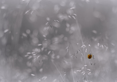 <i class='fa fa-user'></i>&nbsp;Nel R&nbsp;|  Zevenstippelig Lieveheersbeestje&nbsp; <i class='fa fa-eye'>&nbsp;84</i> &nbsp;<i class='fa fa-thumbs-up'>&nbsp;6</i> &nbsp; <i class='fa fa-comment-o'>&nbsp;6</i>