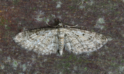 <i class='fa fa-user'></i>&nbsp;Robert Rodenburg&nbsp;|  Esdoorndwergspanner&nbsp; <i class='fa fa-eye'>&nbsp;45</i> &nbsp;<i class='fa fa-thumbs-up'>&nbsp;3</i> &nbsp; <i class='fa fa-comment-o'>&nbsp;1</i>