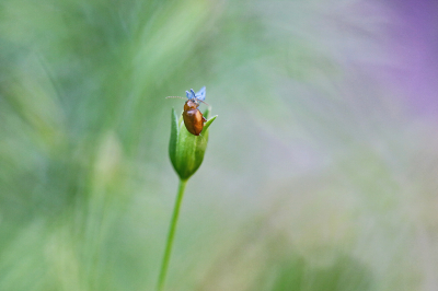 <i class='fa fa-user'></i>&nbsp;Pieter  LJ&nbsp;|  Distelaardvlo&nbsp; <i class='fa fa-eye'>&nbsp;58</i> &nbsp;<i class='fa fa-thumbs-up'>&nbsp;1</i> &nbsp; <i class='fa fa-comment-o'>&nbsp;4</i>