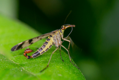 <i class='fa fa-user'></i>&nbsp;pietwil&nbsp;|  Gewone Schorpioenvlieg&nbsp; <i class='fa fa-eye'>&nbsp;53</i> &nbsp;<i class='fa fa-thumbs-up'>&nbsp;1</i> &nbsp; <i class='fa fa-comment-o'>&nbsp;0</i>