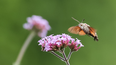 <i class='fa fa-user'></i>&nbsp;David&nbsp;|  Kolibrievlinder&nbsp; <i class='fa fa-eye'>&nbsp;70</i> &nbsp;<i class='fa fa-thumbs-up'>&nbsp;3</i> &nbsp; <i class='fa fa-comment-o'>&nbsp;1</i>