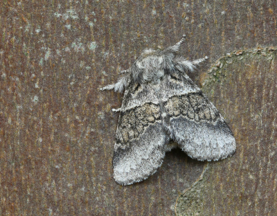 <i class='fa fa-user'></i>&nbsp;Robert Rodenburg&nbsp;|  Populierentandvlinder&nbsp; <i class='fa fa-eye'>&nbsp;54</i> &nbsp;<i class='fa fa-thumbs-up'>&nbsp;2</i> &nbsp; <i class='fa fa-comment-o'>&nbsp;3</i>