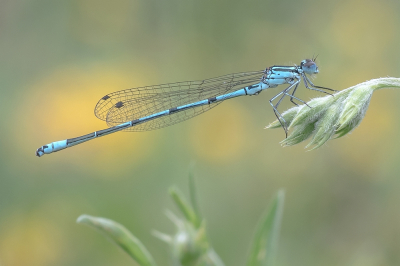 <i class='fa fa-user'></i>&nbsp;Johan van Gurp&nbsp;|  Azuurwaterjuffer&nbsp; <i class='fa fa-eye'>&nbsp;52</i> &nbsp;<i class='fa fa-thumbs-up'>&nbsp;3</i> &nbsp; <i class='fa fa-comment-o'>&nbsp;2</i>