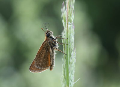 <i class='fa fa-user'></i>&nbsp;Ad Sprang&nbsp;|  Geelsprietdikkopje&nbsp; <i class='fa fa-eye'>&nbsp;118</i> &nbsp;<i class='fa fa-thumbs-up'>&nbsp;12</i> &nbsp; <i class='fa fa-comment-o'>&nbsp;14</i>