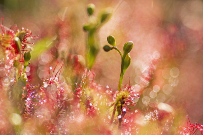 <i class='fa fa-user'></i>&nbsp;Bertus&nbsp;|  Kleine Zonnedauw&nbsp; <i class='fa fa-eye'>&nbsp;56</i> &nbsp;<i class='fa fa-thumbs-up'>&nbsp;4</i> &nbsp; <i class='fa fa-comment-o'>&nbsp;3</i>