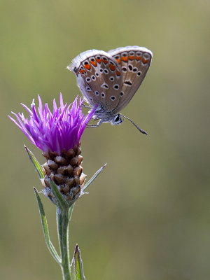 <i class='fa fa-user'></i>&nbsp;Mignon-Creative&nbsp;|  Icarusblauwtje&nbsp; <i class='fa fa-eye'>&nbsp;53</i> &nbsp;<i class='fa fa-thumbs-up'>&nbsp;5</i> &nbsp; <i class='fa fa-comment-o'>&nbsp;3</i>