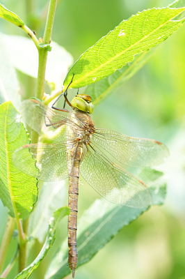 <i class='fa fa-user'></i>&nbsp;David Ruijs&nbsp;|  Vroege Glazenmaker&nbsp; <i class='fa fa-eye'>&nbsp;42</i> &nbsp;<i class='fa fa-thumbs-up'>&nbsp;1</i> &nbsp; <i class='fa fa-comment-o'>&nbsp;1</i>