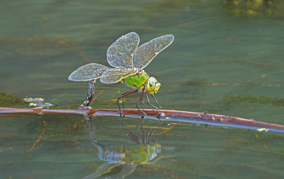 <i class='fa fa-user'></i>&nbsp;David Ruijs&nbsp;|  Grote Keizerlibel&nbsp; <i class='fa fa-eye'>&nbsp;65</i> &nbsp;<i class='fa fa-thumbs-up'>&nbsp;4</i> &nbsp; <i class='fa fa-comment-o'>&nbsp;4</i>