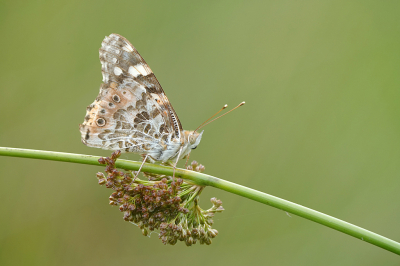 <i class='fa fa-user'></i>&nbsp;David Ruijs&nbsp;|  Distelvlinder&nbsp; <i class='fa fa-eye'>&nbsp;59</i> &nbsp;<i class='fa fa-thumbs-up'>&nbsp;3</i> &nbsp; <i class='fa fa-comment-o'>&nbsp;5</i>