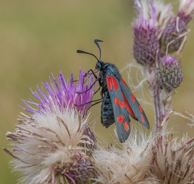 <i class='fa fa-user'></i>&nbsp;Tim Oord&nbsp;|  Sint-jansvlinder&nbsp; <i class='fa fa-eye'>&nbsp;44</i> &nbsp;<i class='fa fa-thumbs-up'>&nbsp;8</i> &nbsp; <i class='fa fa-comment-o'>&nbsp;5</i>