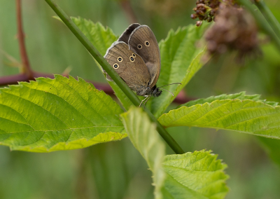 <i class='fa fa-user'></i>&nbsp;Tim Oord&nbsp;|  Koevinkje&nbsp; <i class='fa fa-eye'>&nbsp;38</i> &nbsp; <i class='fa fa-comment-o'>&nbsp;1</i>