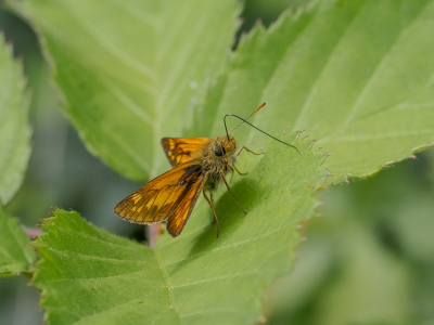 <i class='fa fa-user'></i>&nbsp;Tim Oord&nbsp;|  Groot Dikkopje&nbsp; <i class='fa fa-eye'>&nbsp;32</i> &nbsp;<i class='fa fa-thumbs-up'>&nbsp;1</i> &nbsp; <i class='fa fa-comment-o'>&nbsp;1</i>