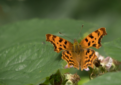 <i class='fa fa-user'></i>&nbsp;Truus Aletta Maan&nbsp;|  Gehakkelde Aurelia&nbsp; <i class='fa fa-eye'>&nbsp;44</i> &nbsp;<i class='fa fa-thumbs-up'>&nbsp;3</i> &nbsp; <i class='fa fa-comment-o'>&nbsp;3</i>