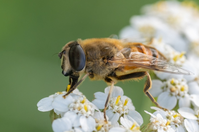 Na een tijdje weer eens op pad met de macrolens. Helaas niet veel verschillende insecten kunnen zien, maar tussen de vele pogingen toch een aantal scherpe foto's.