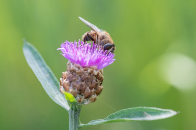 De blinde bij in zijn natuurlijke omgeving zorgt voor een kleurrijk geheel. De kleur van het Knoopkruid werkt daaraan mee.