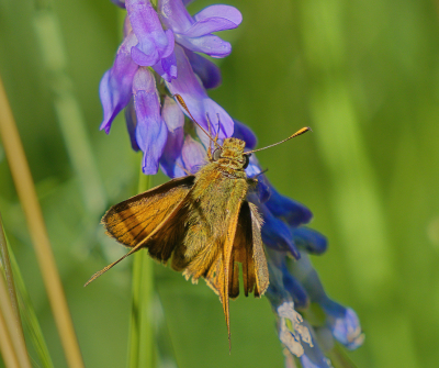 <i class='fa fa-user'></i>&nbsp;janvangastel&nbsp;|  Groot Dikkopje&nbsp; <i class='fa fa-eye'>&nbsp;43</i> &nbsp; <i class='fa fa-comment-o'>&nbsp;1</i>