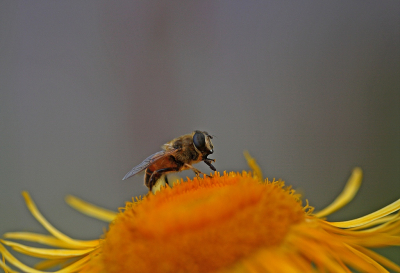 <i class='fa fa-user'></i>&nbsp;Cor&nbsp;|  Blinde Bij&nbsp; <i class='fa fa-eye'>&nbsp;55</i> &nbsp;<i class='fa fa-thumbs-up'>&nbsp;2</i> &nbsp; <i class='fa fa-comment-o'>&nbsp;3</i>