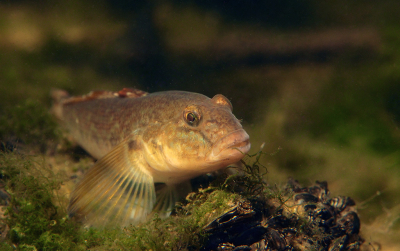 <i class='fa fa-user'></i>&nbsp;Eric Gibcus&nbsp;|  Zwartbekgrondel&nbsp; <i class='fa fa-eye'>&nbsp;82</i> &nbsp; <i class='fa fa-comment-o'>&nbsp;3</i>