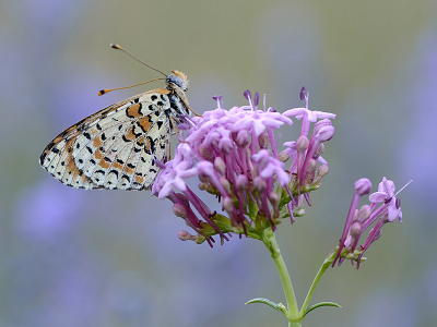 <i class='fa fa-user'></i>&nbsp;Mignon-Creative&nbsp;|  Tweekleurige Parelmoervlinder&nbsp; <i class='fa fa-eye'>&nbsp;77</i> &nbsp;<i class='fa fa-thumbs-up'>&nbsp;6</i> &nbsp; <i class='fa fa-comment-o'>&nbsp;2</i>