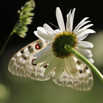 <i class='fa fa-user'></i>&nbsp;jan rienk&nbsp;|  Apollovlinder&nbsp; <i class='fa fa-eye'>&nbsp;78</i> &nbsp;<i class='fa fa-thumbs-up'>&nbsp;1</i> &nbsp; <i class='fa fa-comment-o'>&nbsp;0</i>