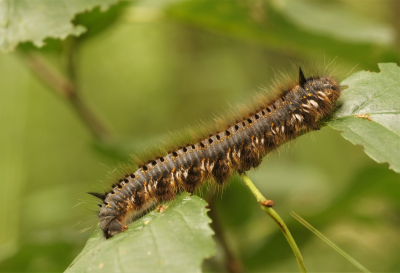 <i class='fa fa-user'></i>&nbsp;Jelle Bakker&nbsp;|  Rietvink&nbsp; <i class='fa fa-eye'>&nbsp;45</i> &nbsp; <i class='fa fa-comment-o'>&nbsp;2</i>