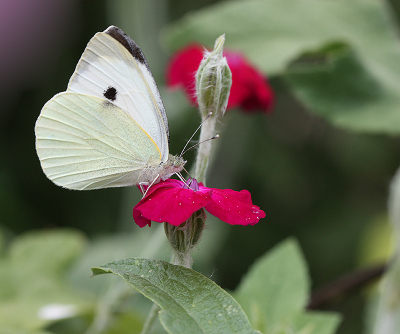 <i class='fa fa-user'></i>&nbsp;Paul Vandebroek&nbsp;|  Groot Koolwitje&nbsp; <i class='fa fa-eye'>&nbsp;51</i> &nbsp;<i class='fa fa-thumbs-up'>&nbsp;5</i> &nbsp; <i class='fa fa-comment-o'>&nbsp;6</i>