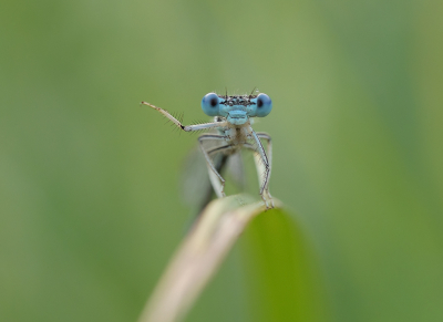 <i class='fa fa-user'></i>&nbsp;Jurgen Maassen&nbsp;|  Blauwe Breedscheenjuffer&nbsp; <i class='fa fa-eye'>&nbsp;116</i> &nbsp;<i class='fa fa-thumbs-up'>&nbsp;16</i> &nbsp; <i class='fa fa-comment-o'>&nbsp;9</i>