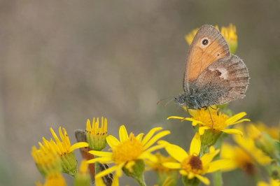 <i class='fa fa-user'></i>&nbsp;rixte&nbsp;|  Hooibeestje&nbsp; <i class='fa fa-eye'>&nbsp;46</i> &nbsp;<i class='fa fa-thumbs-up'>&nbsp;1</i> &nbsp; <i class='fa fa-comment-o'>&nbsp;4</i>