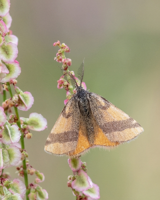 <i class='fa fa-user'></i>&nbsp;Johan van Gurp&nbsp;|  Zuringspanner&nbsp; <i class='fa fa-eye'>&nbsp;58</i> &nbsp; <i class='fa fa-comment-o'>&nbsp;3</i>